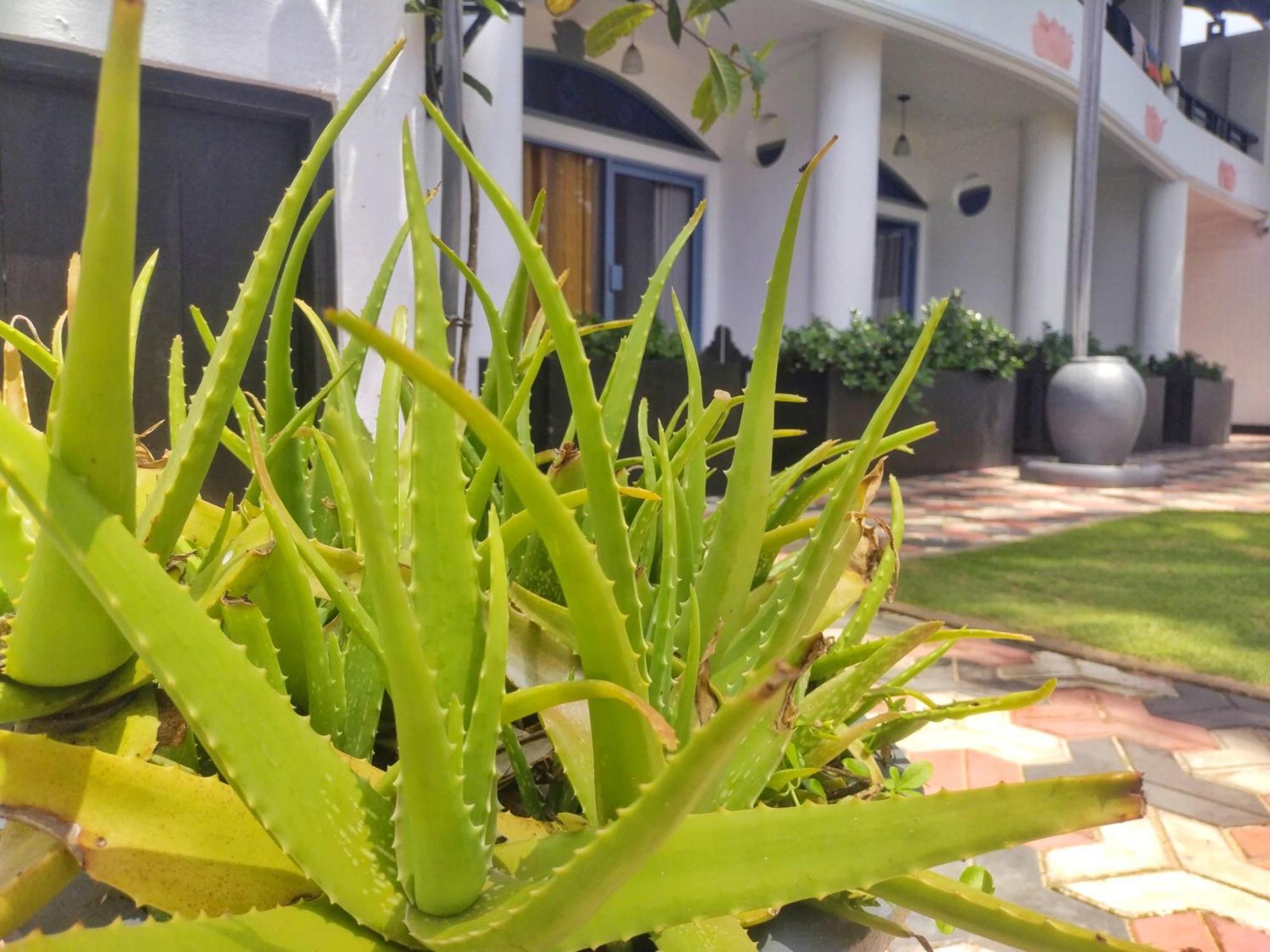 Dalawella Beach Resort Unawatuna Exteriör bild